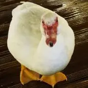大鳥の画像