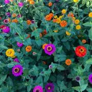 primroseの画像