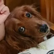 ひなママの画像