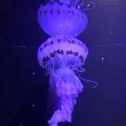 あーい