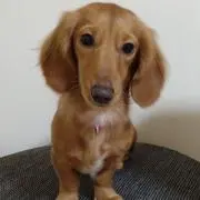 ろんたんの画像