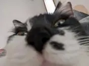 ろってー