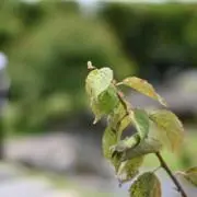 ぬーの画像
