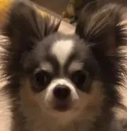 ROGER
