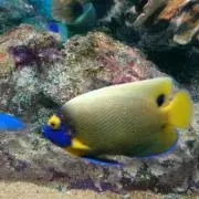 エル