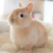 usagiの画像