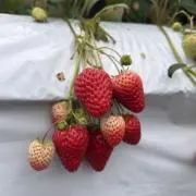 ももすけの画像