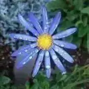 DAISYの画像
