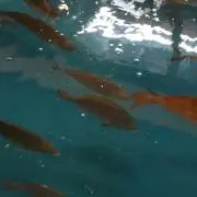 リカルの画像