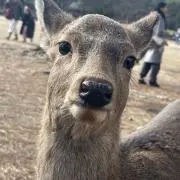 ぼぶの画像