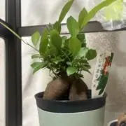 まーかっぱ