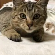 ルルの画像