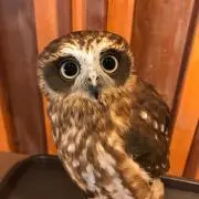 タタイタイ