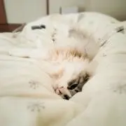 かなみの画像