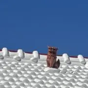 アラレの画像