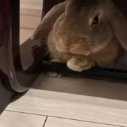 うさぎの画像
