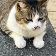 scoobssz