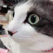azuki