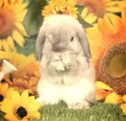 うさ