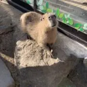 かふぇおれの画像