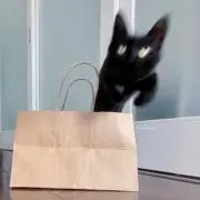 ミキの画像