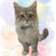 ニコ