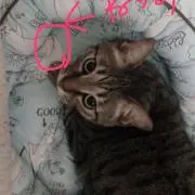 るいるい