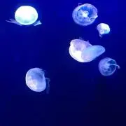 えりの画像