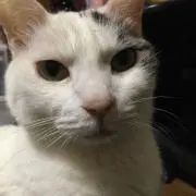 かぐら