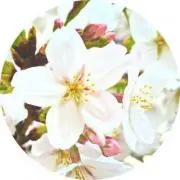 コメント無し購入OK✨クラシリの画像