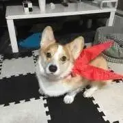 nagomiの画像
