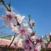 あいな