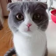 そるてぃー