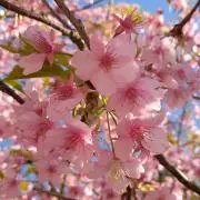 ぷちだんの画像