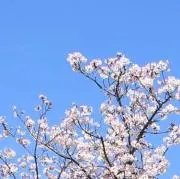 nanamiの画像