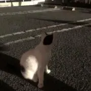 Lilの画像