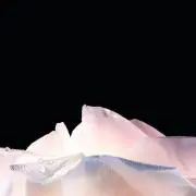ニコの画像