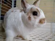 ラビ　プロフのご確認をお願いいたしますの画像
