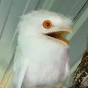 ペココ