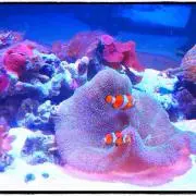 KUMAの画像