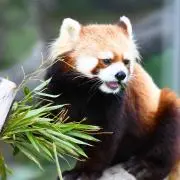 アライグマの画像
