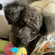 クッティーの画像
