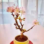 グランマ天使の画像