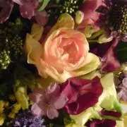 ミユタラの画像