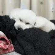 つん