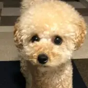 mom プロフ必読の画像