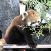 しらたまの画像