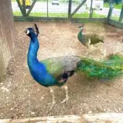 やん