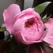 芍薬と牡丹の画像