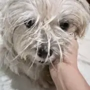 Dutchi